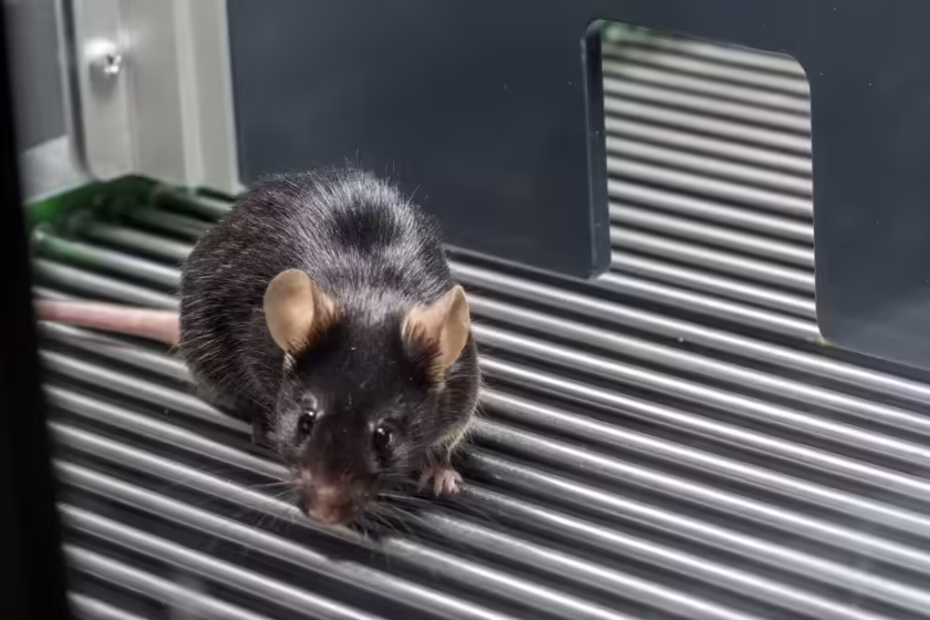 Ratte - (c) CBBS Magdeburg