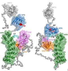 Autismus-bezogene Mutationen - (c) LIN Autismus-bezogene Mutationen - (c) LIN